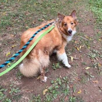 Sadie -  Shetland Sheepdog Sheltie Dog for Adoption in Phoenixville, Pennsylvania - Sadie | PetCurious