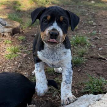 Chad -  Mixed Breed Dog for Adoption in Moab, Utah - Chad | PetCurious