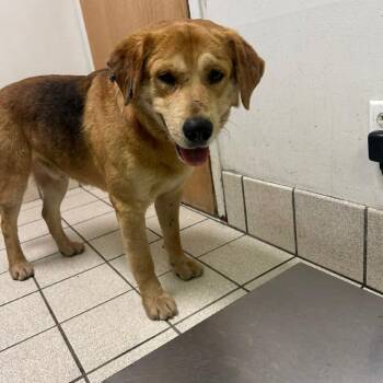 Mixed Breed Dogs Available for Adoption in Charleston, West Virginia - Thomas | PetCurious