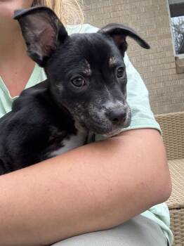 American Staffordshire Terrier Dogs Available for Adoption in Denver, Colorado - Arnold | PetCurious