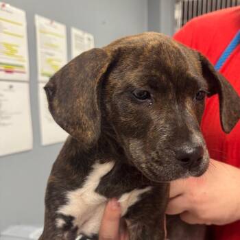 Hound Dogs Available for Adoption - Pickle | PetCurious