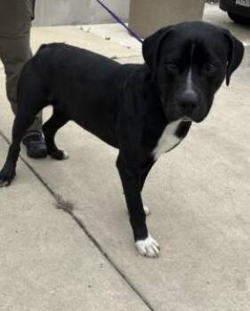 Labrador Retriever and Pit Bull Terrier Dogs Available for Adoption - LEO | PetCurious