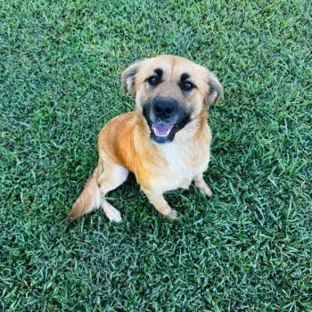 Sheryl Yoast -  Mixed Breed Dog for Adoption in Brownsboro, Alabama - Sheryl Yoast | PetCurious
