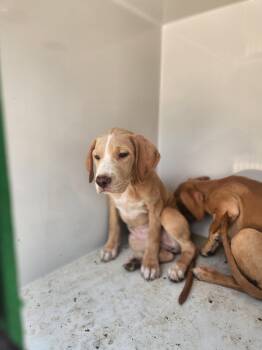 Ivory -  Mixed Breed Dog for Adoption in Mobile, Alabama - Ivory | PetCurious