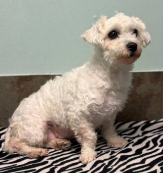 Maltese and Poodle Dogs Available for Adoption - Heidi | PetCurious
