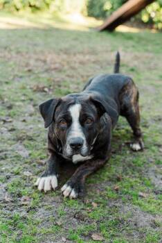 Mixed Breed Dogs Available for Adoption - Tucker | PetCurious