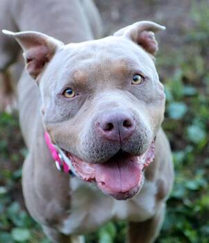 Chelsea (AO37843) -  Pit Bull Terrier Dog for Adoption in Kansas City, Kansas - Chelsea (AO37843) | PetCurious