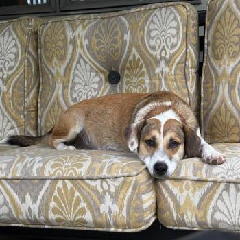 Cupcake D70557 -  Beagle and Labrador Retriever Dog for Adoption in Minnetonka, Minnesota - Cupcake D70557 | PetCurious