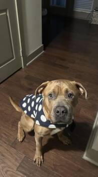 Pit Bull Terrier Dogs Available for Adoption in Charlotte, North Carolina - TRUMAN | PetCurious