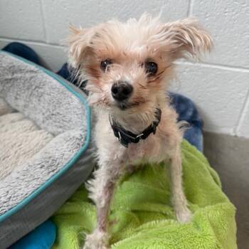 Morty -  Mixed Breed Dog for Adoption in Pittsburgh, Pennsylvania - Morty | PetCurious