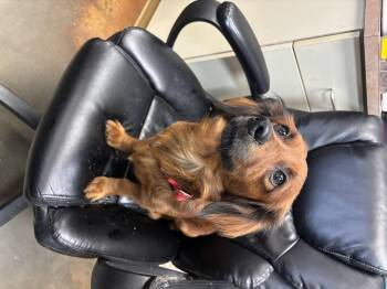 Dachshund Dogs Available for Adoption in Council Bluffs, Iowa - Chewy | PetCurious