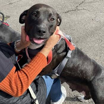 Lady Godiva -  Chocolate Labrador Retriever and Pit Bull Terrier Dog Available for Adoption in St. Helena, California - Lady Godiva | PetCurious