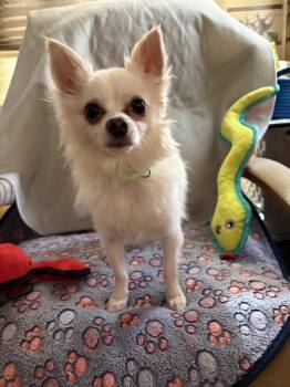 Nomad -  Pomeranian and Chihuahua Dog for Adoption in Jamul, California - Nomad | PetCurious
