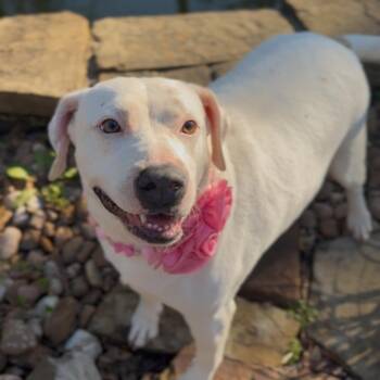 American Staffordshire Terrier Dogs Available for Adoption in Houston, Texas - Morticia | PetCurious