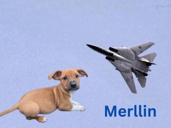 Mixed Breed Dogs Available for Adoption in Joliet, Illinois - Merllin | PetCurious