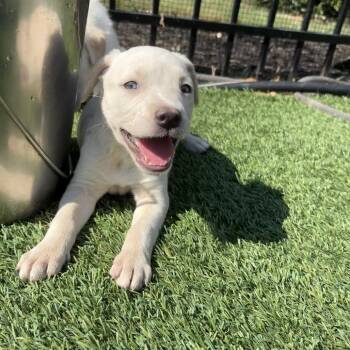 River -  Labrador Retriever and Golden Retriever Dog for Adoption - River | PetCurious