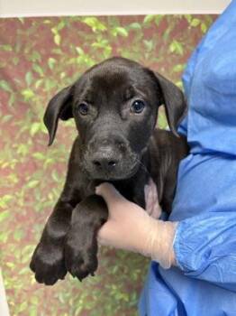 Labrador Retriever and Mixed Breed Dogs Available for Adoption in San Antonio, Texas - Elmer Fudd | PetCurious