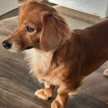 Katy -  Dachshund Dog for Adoption in Amarillo, Texas - Katy | PetCurious