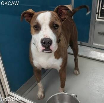 VINNY -  Pit Bull Terrier and Mixed Breed Dog for Adoption in Oklahoma City, Oklahoma - VINNY | PetCurious