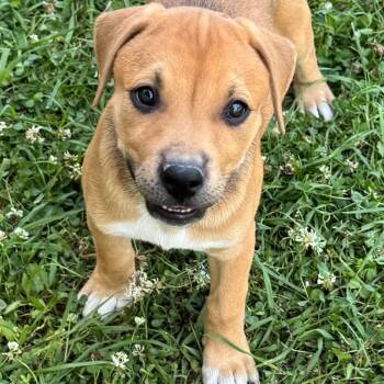 Shepherd and Mixed Breed Dogs Available for Adoption in Chesapeake, Virginia - Blondie | PetCurious