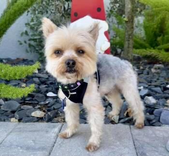 Rescue Yorkshire Terrier Dogs for Adoption in Cape Coral, Florida - Rico | PetCurious