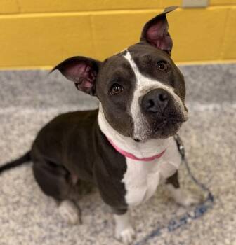 Lani -  Pit Bull Terrier Dog for Adoption in Golden, Colorado - Lani | PetCurious