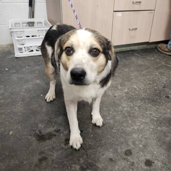 Rescue Beagle and Mixed Breed Dogs for Adoption in Evensville, Tennessee - Ash | PetCurious