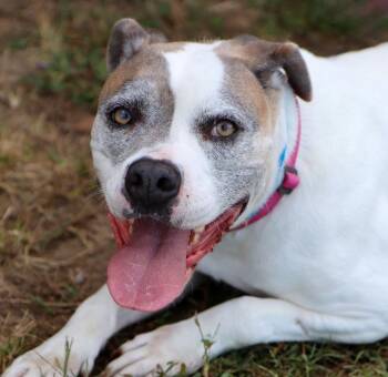 Rescue American Bulldog and Mixed Breed Dogs for Adoption in Kansas City, Kansas - Trixie (AO34807) | PetCurious