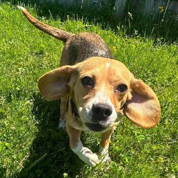 June -  Beagle Dog Available for Adoption in Springfield, Vermont - June | PetCurious
