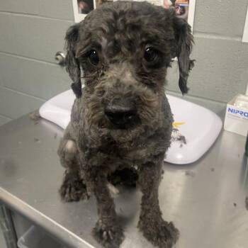 Pinto -  Mixed Breed Dog for Adoption in Allentown, Pennsylvania - Pinto | PetCurious