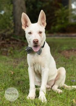 Duke - In The New England Area -  Shepherd and White German Shepherd Dog for Adoption in Tuscaloosa, Alabama - Duke - In The New England Area | PetCurious