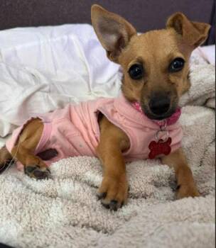 Mabel -  Chihuahua and Dachshund Dog for Adoption in San Diego, California - Mabel | PetCurious