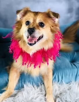 Molly -  Pomeranian Dog for Adoption in Garland, Texas - Molly | PetCurious