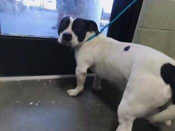 Staffordshire Bull Terrier Dogs Available for Adoption - PINTOW | PetCurious