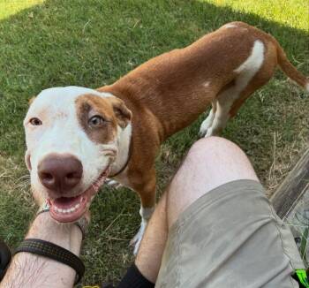 Fritz -  Hound Dog for Adoption in Little Rock, Arkansas - Fritz | PetCurious