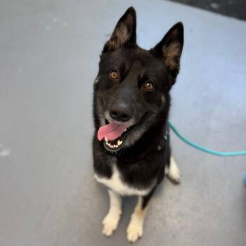 Boulder -  Mixed Breed Dog for Adoption in Sarasota, Florida - Boulder | PetCurious
