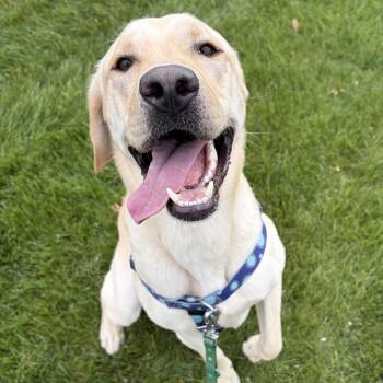Yellow Labrador Retriever Dogs Available for Adoption in Hollis, New Hampshire - Banana | PetCurious
