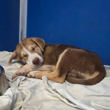108613 -  Mixed Breed Dog for Adoption in Las Cruces, New Mexico - 108613 | PetCurious