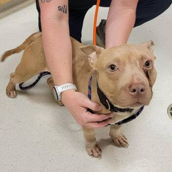 Easy Peasy -  Pit Bull Terrier Dog for Adoption in Baltimore, Maryland - Easy Peasy | PetCurious