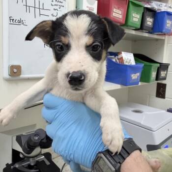 CT Ecuador -  Mixed Breed Dog for Adoption in Stormville, New York - CT Ecuador | PetCurious