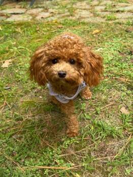 Essie -  Poodle Dog for Adoption in Milton, Delaware - Essie | PetCurious