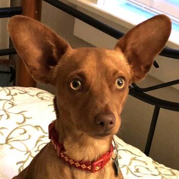 Rescue Miniature Pinscher and Mixed Breed Dogs for Adoption in Pleasanton, California - SCRAPPY | PetCurious