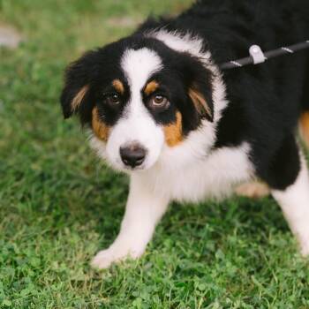 Larana -  Australian Shepherd Dog for Adoption in Zionsville, Indiana - Larana | PetCurious