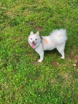 Nipsey -  Pomeranian and Siberian Husky Dog for Adoption in North Haledon, New Jersey - Nipsey | PetCurious
