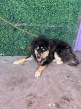 61156777 -  Siberian Husky and Mixed Breed Dog for Adoption in El Paso, Texas - 61156777 | PetCurious