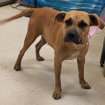 Fawn -  Mixed Breed Dog for Adoption in Lake Panasoffkee, Florida - Fawn | PetCurious