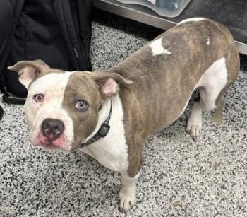 Mixed Breed Dogs Available for Adoption in West Chester, Pennsylvania - Athena | PetCurious