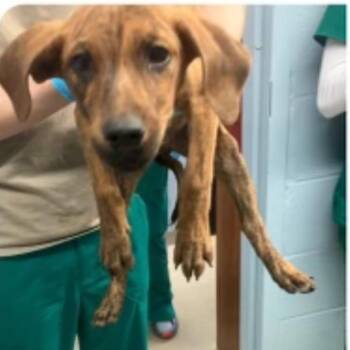 Rescue Doberman Pinscher Dogs for Adoption - Griffin | PetCurious