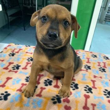 Ziggy -  Terrier and Shepherd Dog for Adoption in Kyle, Texas - Ziggy | PetCurious