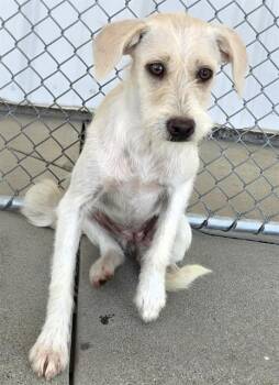 Junebug - URGENT -  Terrier Dog for Adoption in Thousand Oaks, California - Junebug - URGENT | PetCurious